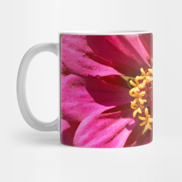 Pink Zinnia by Amalus-files